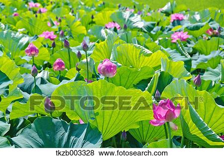 Lotus View Large Photo Image Stock Photo - Lotus. Fotosearch