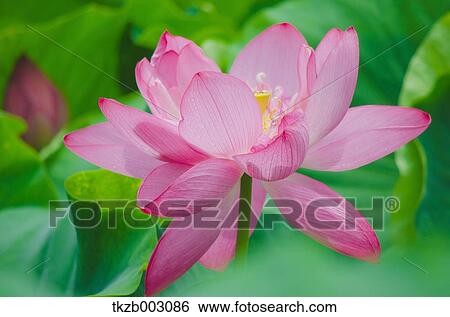 Lotus View Large Photo Image Stock Photograph - Lotus. Fotosearch