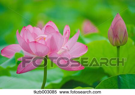 Lotus View Large Photo Image Stock Photography - Lotus. Fotosearch