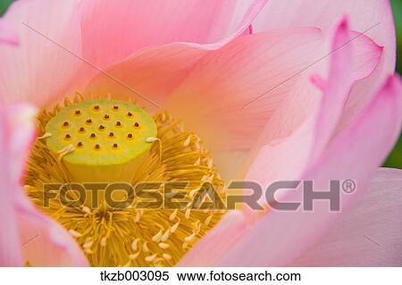 Lotus View Large Photo Image Stock Photography - Lotus. Fotosearch