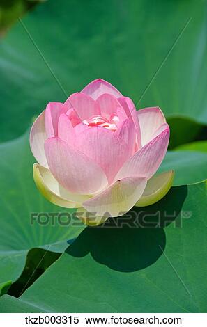 Lotus View Large Photo Image Stock Photography - Lotus. Fotosearch