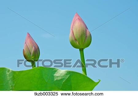 Lotus View Large Photo Image Stock Photography - Lotus. Fotosearch