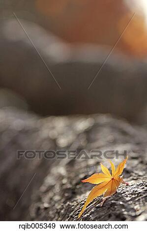 Stock Photo - Maple leaf. Fotosearch