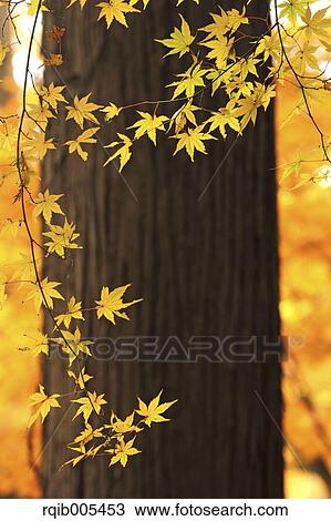 Stock Image - Maple leaves. Fotosearch