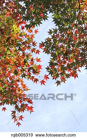 Stock Photo - Maple leaves. Fotosearch