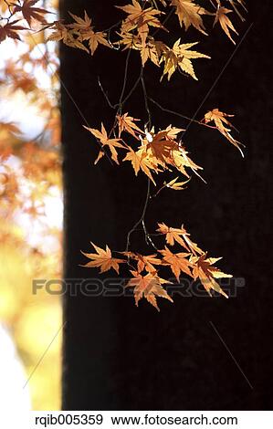 Maple leaves View Large Photo Image Stock Photo - Maple leaves. Fotosearch