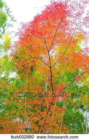 Maple trees and sky View Large Photo Image Stock Image - Maple trees and sky. Fotosearch