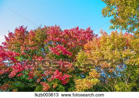 Stock Image - Maple trees and sky. Fotosearch