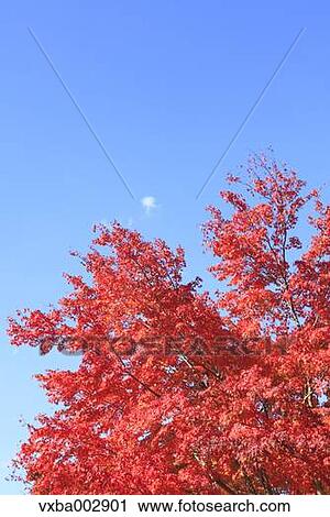 Maple trees and sky View Large Photo Image Stock Image - Maple trees and sky. Fotosearch