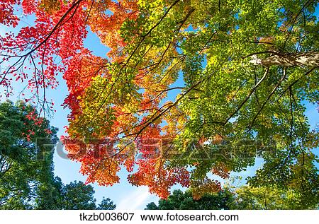 Stock Photo - Maple trees and sky. Fotosearch