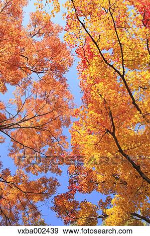 Maple trees and sky View Large Photo Image Stock Photo - Maple trees and sky. Fotosearch