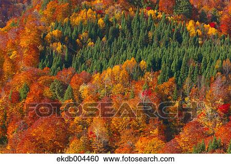 Stock Image - Mount Budomori, Akita Prefecture. Fotosearch