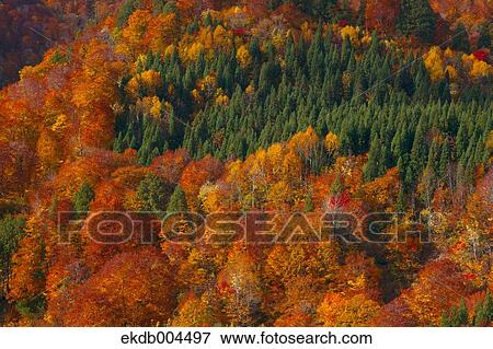 Mount Budomori, Akita Prefecture View Large Photo Image Stock Photo - Mount Budomori, Akita Prefecture. Fotosearch