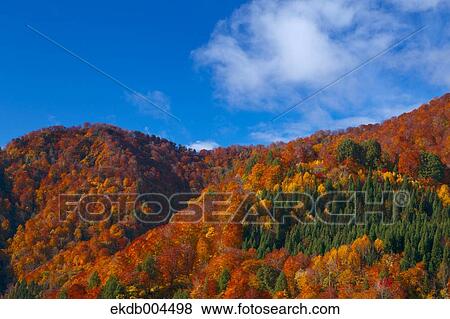 Mount Budomori, Akita Prefecture View Large Photo Image Stock Photo - Mount Budomori, Akita Prefecture. Fotosearch