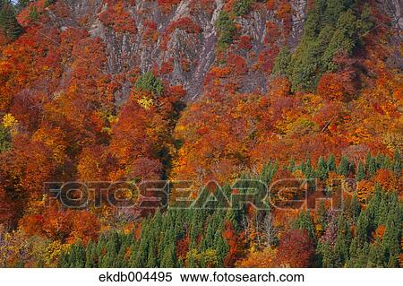 Mount Budomori, Akita Prefecture View Large Photo Image Stock Photography - Mount Budomori, Akita Prefecture. Fotosearch