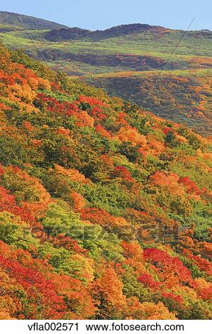 Mount Chokai, Yamagata Prefecture View Large Photo Image Stock Image - Mount Chokai, Yamagata Prefecture. Fotosearch