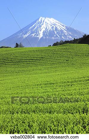 Mount Fuji View Large Photo Image Picture - Mount Fuji. Fotosearch