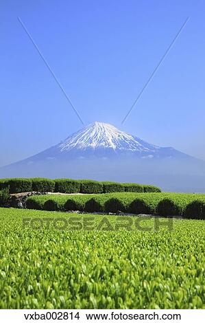 Mount Fuji View Large Photo Image Picture - Mount Fuji. Fotosearch