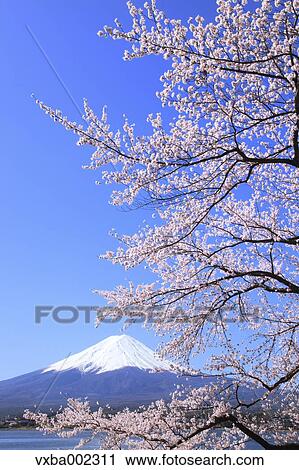 Mount Fuji View Large Photo Image Stock Image - Mount Fuji. Fotosearch
