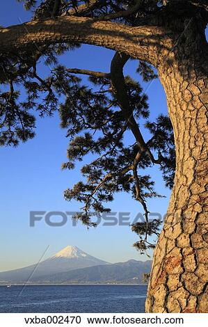 Mount Fuji View Large Photo Image Stock Image - Mount Fuji. Fotosearch