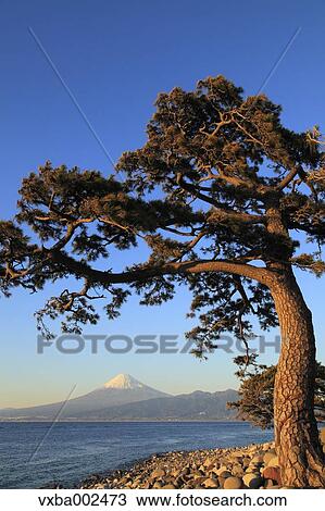 Mount Fuji View Large Photo Image Stock Image - Mount Fuji. Fotosearch