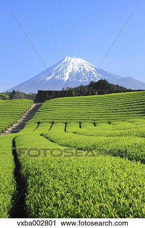 Mount Fuji View Large Photo Image Stock Image - Mount Fuji. Fotosearch