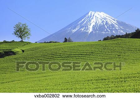 Mount Fuji View Large Photo Image Stock Image - Mount Fuji. Fotosearch
