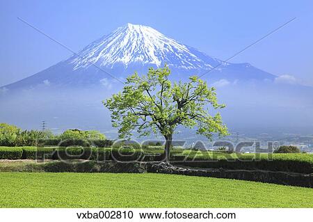 Mount Fuji View Large Photo Image Stock Image - Mount Fuji. Fotosearch