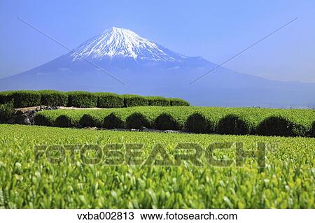 Mount Fuji View Large Photo Image Stock Image - Mount Fuji. Fotosearch