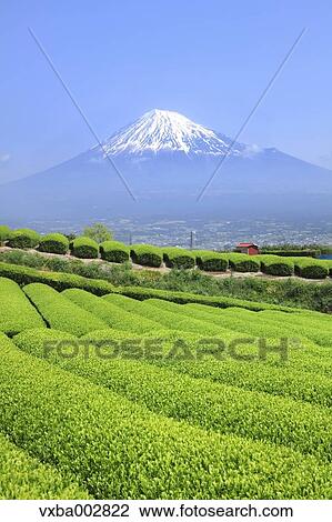 Mount Fuji View Large Photo Image Stock Image - Mount Fuji. Fotosearch