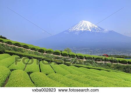 Mount Fuji View Large Photo Image Stock Image - Mount Fuji. Fotosearch