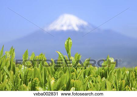 Mount Fuji View Large Photo Image Stock Image - Mount Fuji. Fotosearch