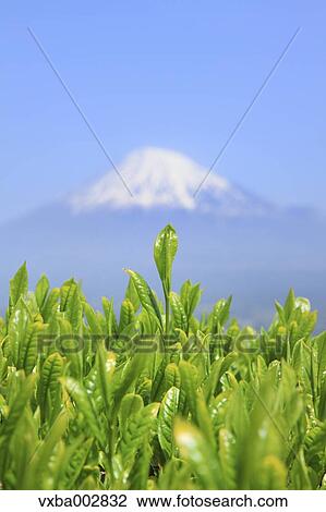 Mount Fuji View Large Photo Image Stock Image - Mount Fuji. Fotosearch