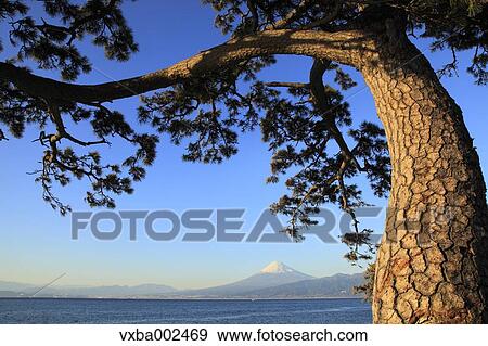 Mount Fuji View Large Photo Image Stock Photo - Mount Fuji. Fotosearch