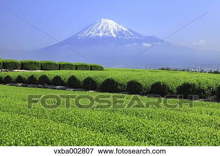 Mount Fuji View Large Photo Image Stock Photo - Mount Fuji. Fotosearch