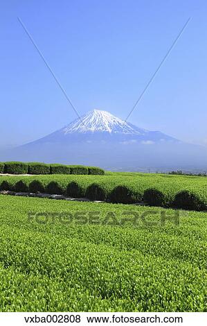 Mount Fuji View Large Photo Image Stock Photo - Mount Fuji. Fotosearch