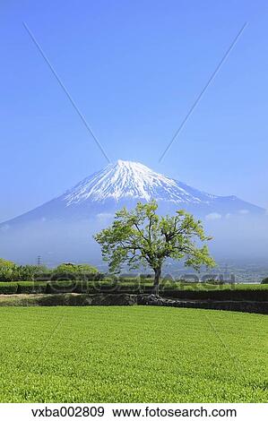 Mount Fuji View Large Photo Image Stock Photo - Mount Fuji. Fotosearch