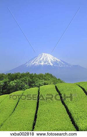 Mount Fuji View Large Photo Image Stock Photo - Mount Fuji. Fotosearch