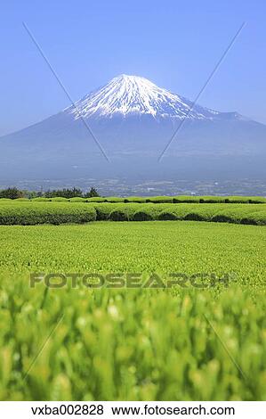 Mount Fuji View Large Photo Image Stock Photo - Mount Fuji. Fotosearch