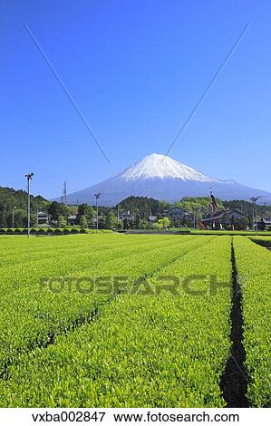 Mount Fuji View Large Photo Image Stock Photo - Mount Fuji. Fotosearch