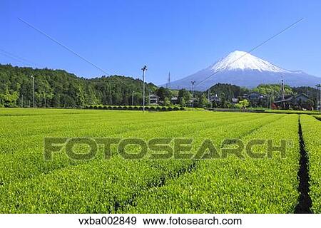 Mount Fuji View Large Photo Image Stock Photo - Mount Fuji. Fotosearch