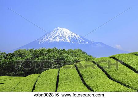 Stock Photograph - Mount Fuji. Fotosearch