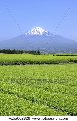 Mount Fuji View Large Photo Image Stock Photograph - Mount Fuji. Fotosearch