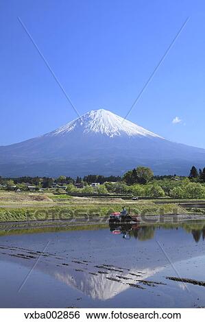 Stock Photograph - Mount Fuji. Fotosearch