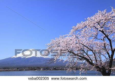 Stock Photography - Mount Fuji. Fotosearch