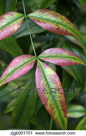 Stock Image - Nandina leaves. Fotosearch