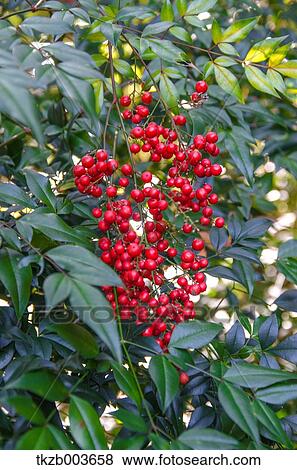 Stock Photo - Nandina. Fotosearch
