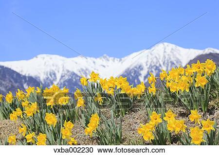 Narcissus and Central Alps in the background View Large Photo Image Stock Image - Narcissus and Central Alps in the background. Fotosearch