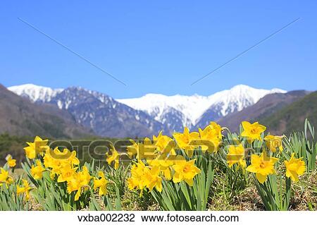 Narcissus and Central Alps in the background View Large Photo Image Stock Image - Narcissus and Central Alps in the background. Fotosearch