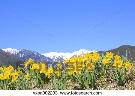 Stock Image - Narcissus and Central Alps in the background. Fotosearch